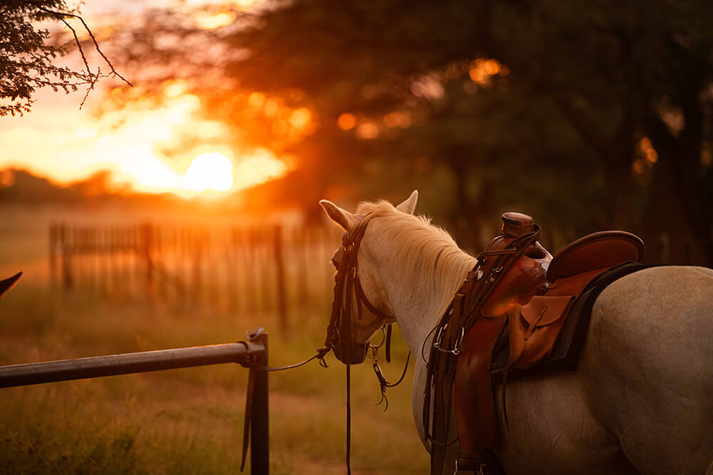 horseriding 2