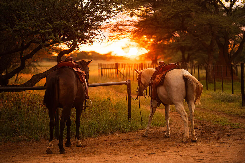 horseriding 3