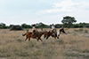 horseriding 1