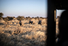 Rhino Tracking 4